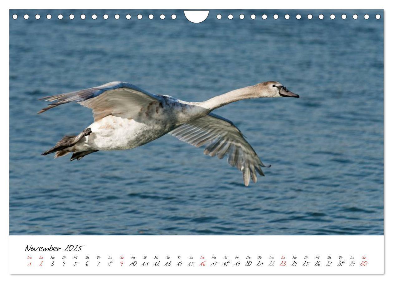 Bild: 9783435651313 | Vom Küken zum Schwan (Wandkalender 2025 DIN A4 quer), CALVENDO...