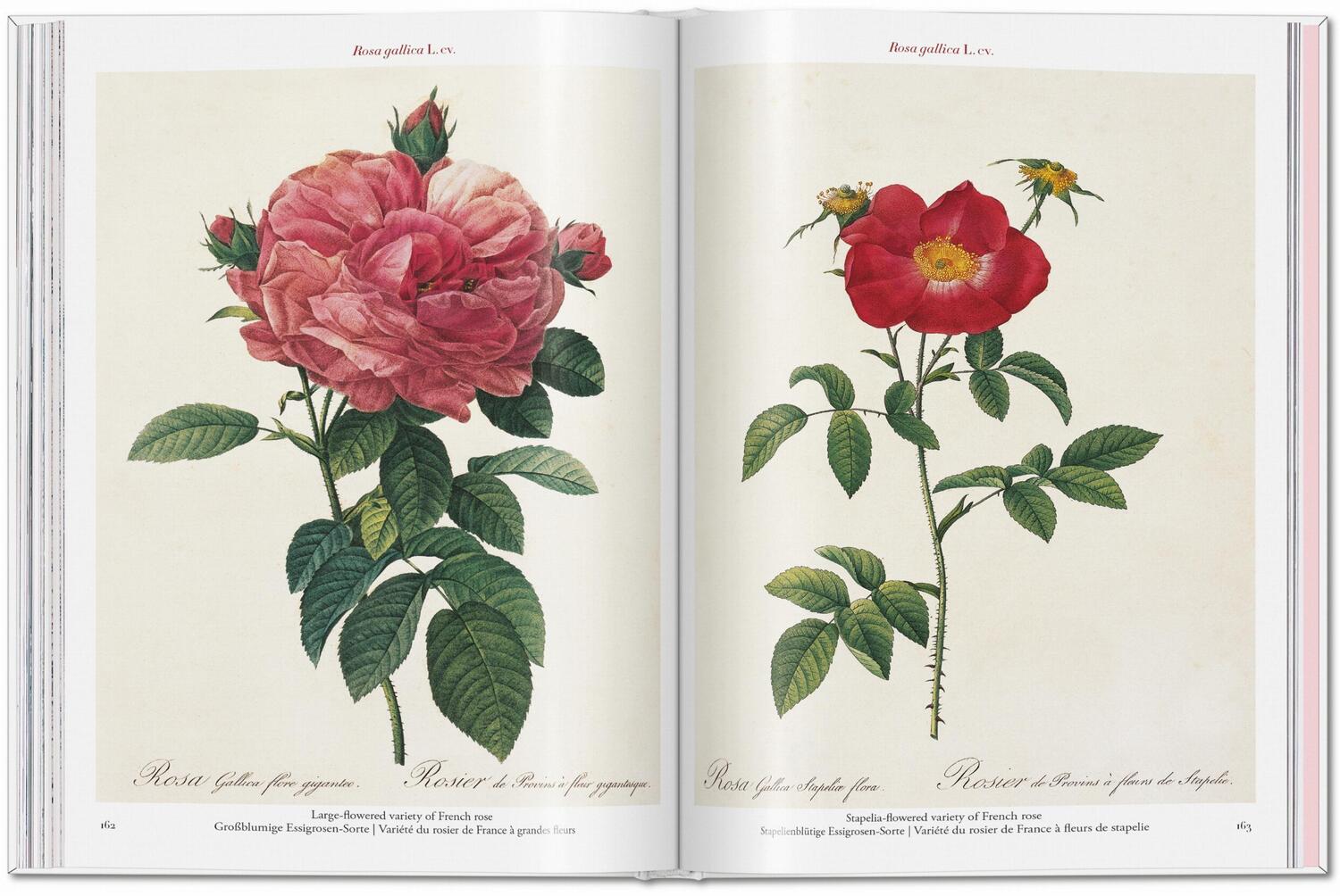 Bild: 9783836595711 | Redouté. Roses | H. Walter Lack | Buch | 192 S. | Deutsch | 2024