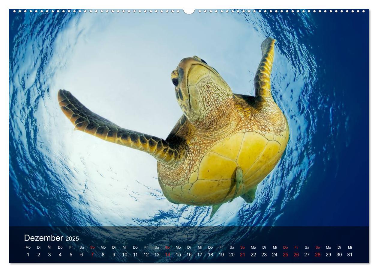 Bild: 9783435596959 | Schildkröten des Ozeans (Wandkalender 2025 DIN A2 quer), CALVENDO...