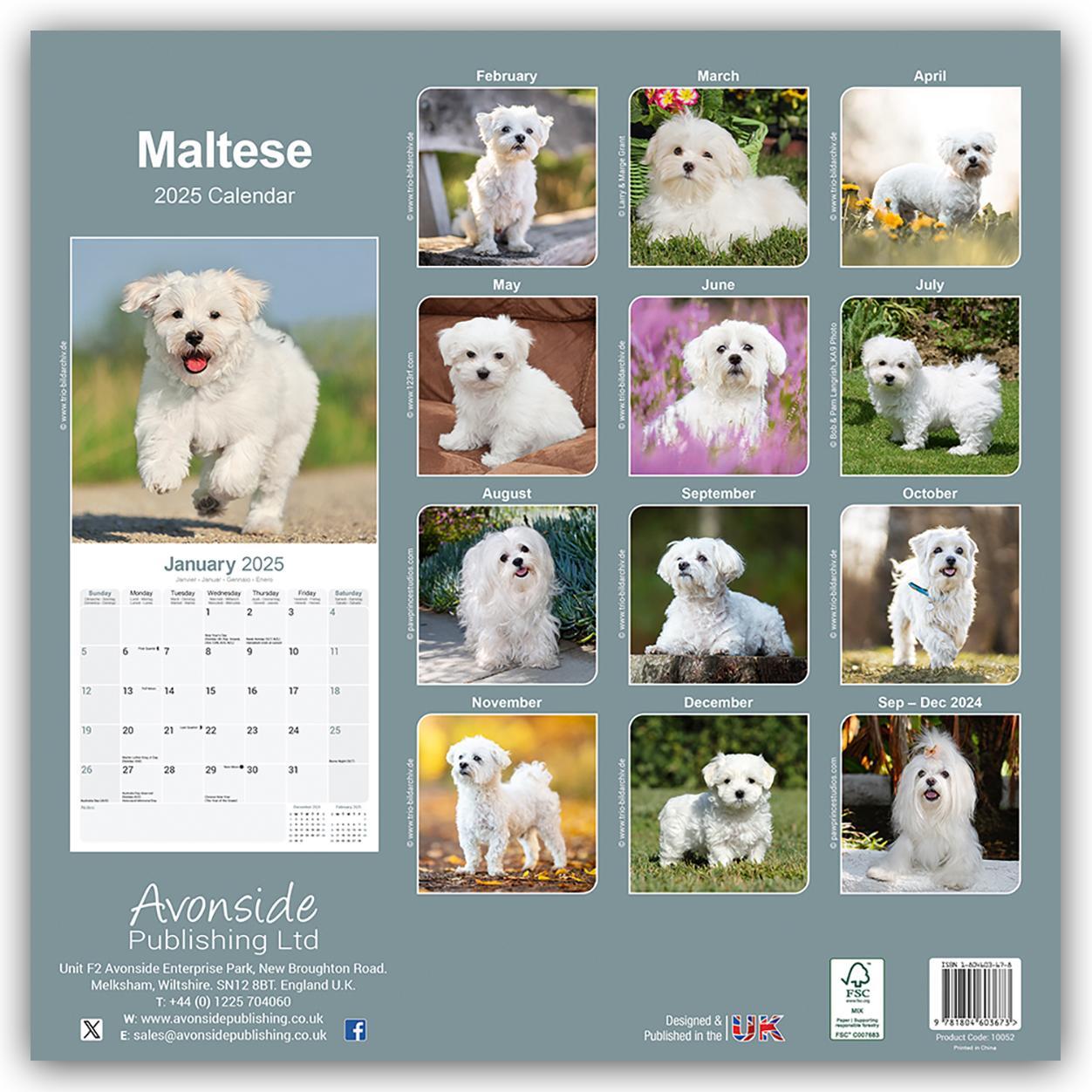 Rückseite: 9781804603673 | Maltese - Malteser 2025 - 16-Monatskalender | Avonside Publishing Ltd