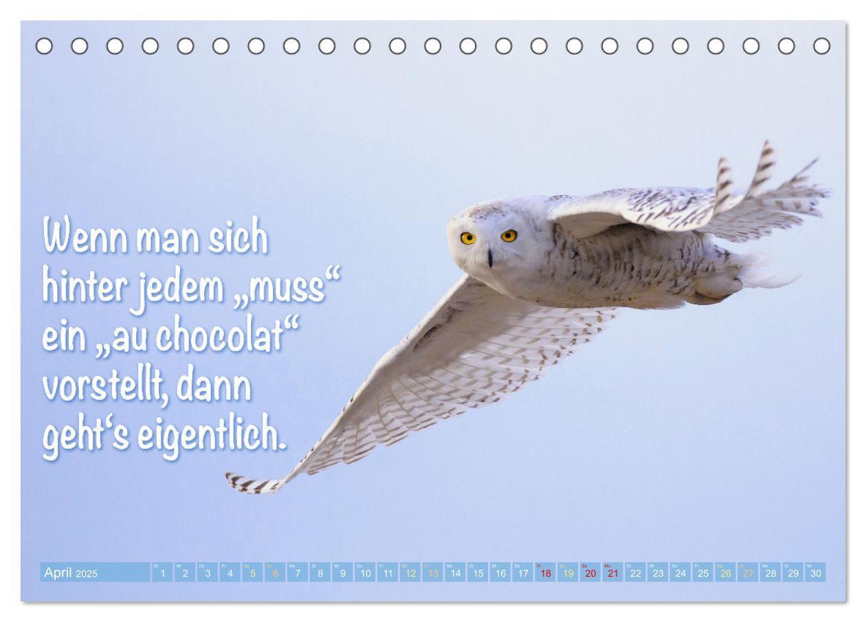 Bild: 9783457179574 | Die Eulen sind los: Edition lustige Tiere (Tischkalender 2025 DIN...