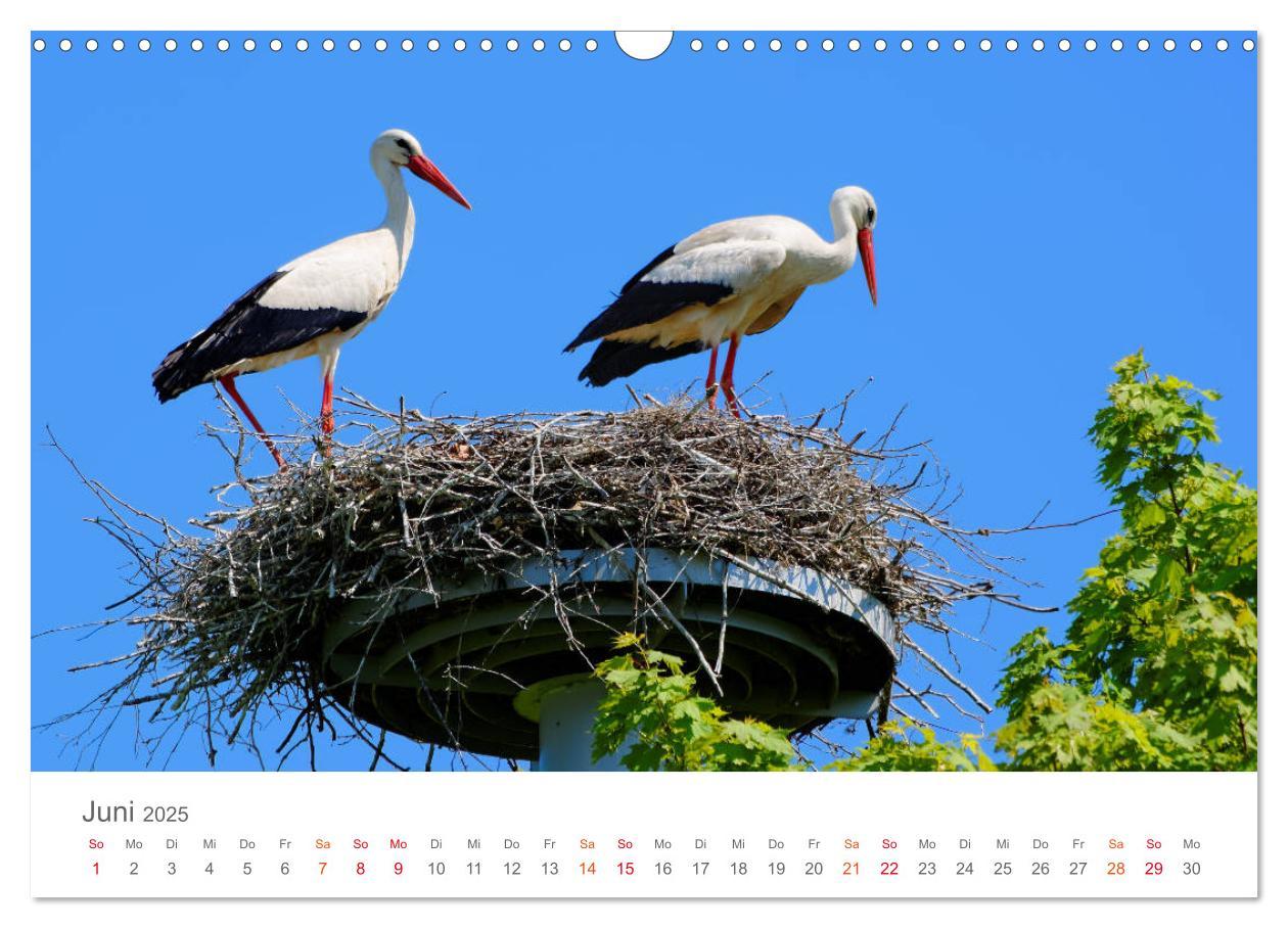 Bild: 9783435300006 | Unterwegs im Heidekreis (Wandkalender 2025 DIN A3 quer), CALVENDO...