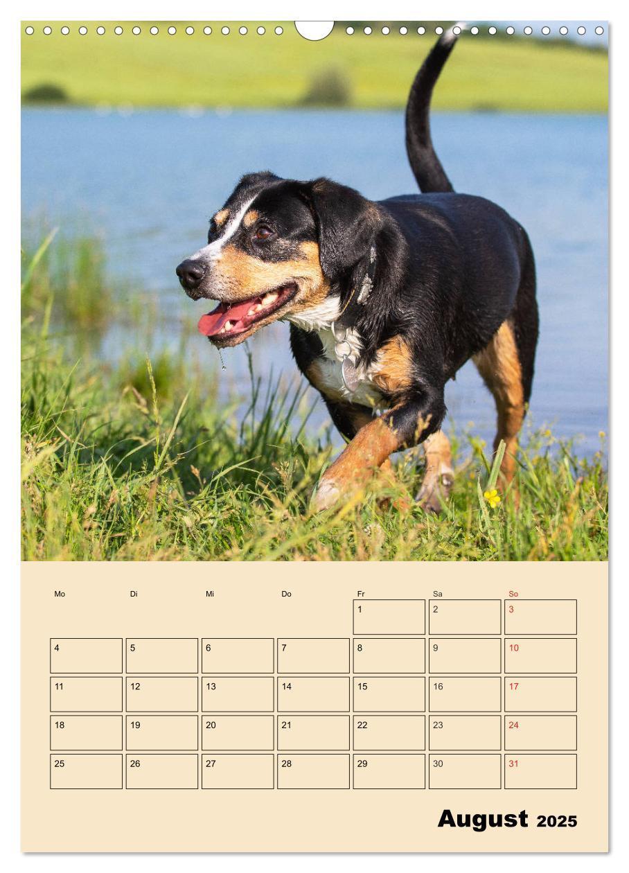 Bild: 9783435958832 | Jahresplaner Entlebucher Sennenhund (Wandkalender 2025 DIN A3...