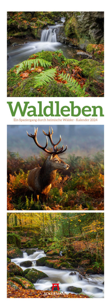 Cover: 9783838424361 | Waldleben - Ein Spaziergang durch heimische Wälder Triplet-Kalender...
