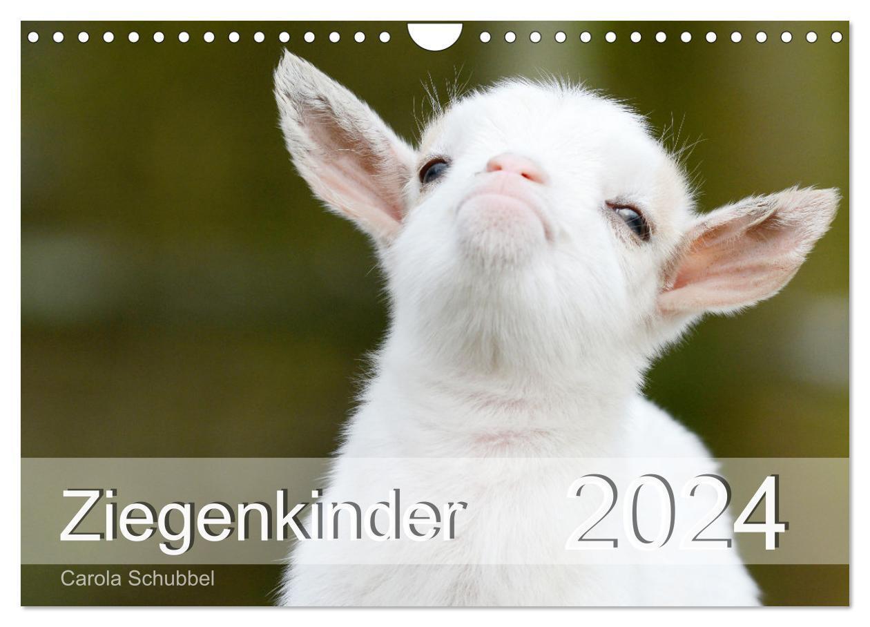 Cover: 9783675548992 | Ziegenkinder (Wandkalender 2024 DIN A4 quer), CALVENDO Monatskalender