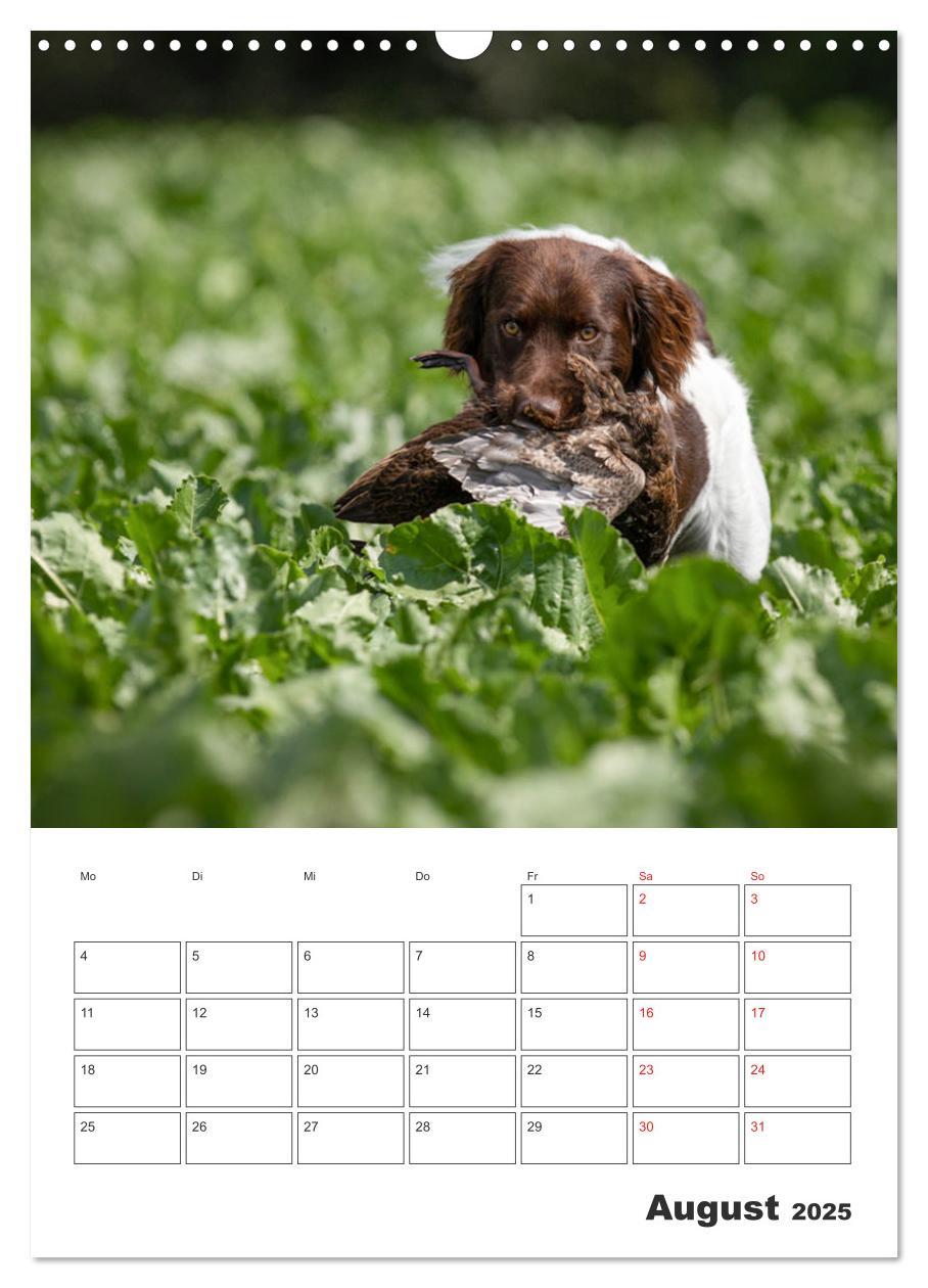 Bild: 9783457163399 | Geboren um zu Jagen. Der kleine Münsterländer (Wandkalender 2025...