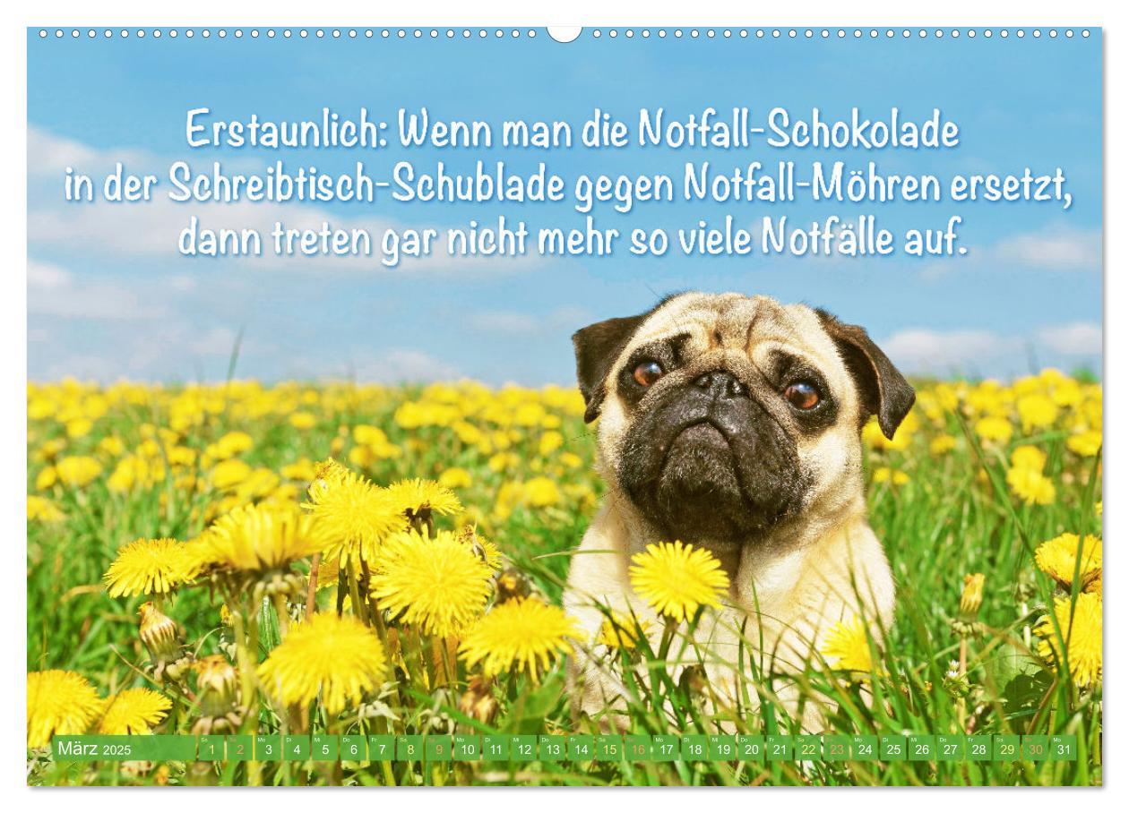 Bild: 9783435070466 | Der Mops: Nicht klein, sondern aufs Wesentliche reduziert. Edition...