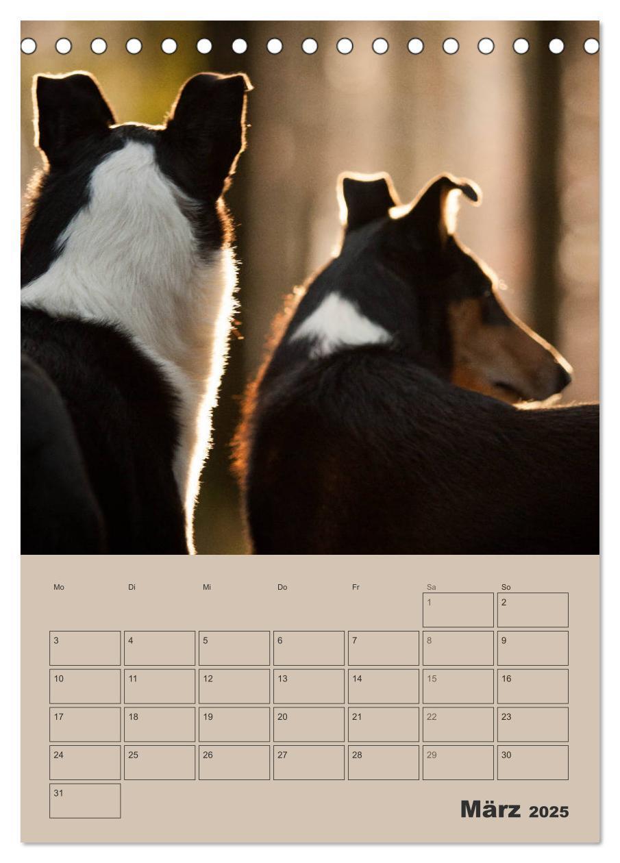 Bild: 9783457051276 | Kurzhaarcollies (Tischkalender 2025 DIN A5 hoch), CALVENDO...