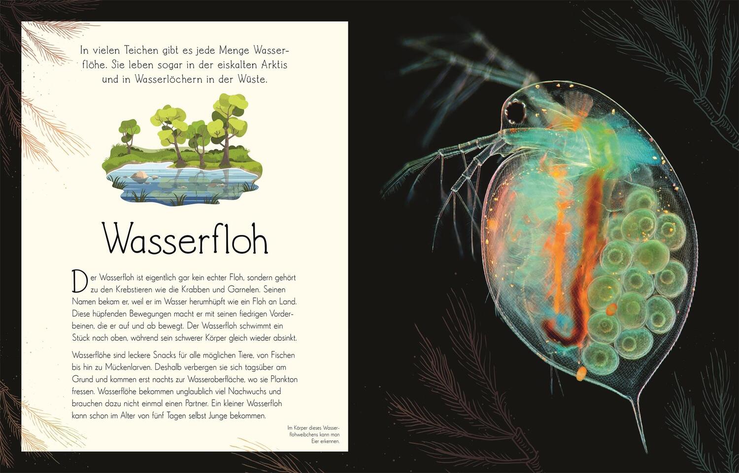 Bild: 9783831045884 | Wundervolle Welt. Wasser | Sam Hume | Buch | Wundervolle Welt | 224 S.