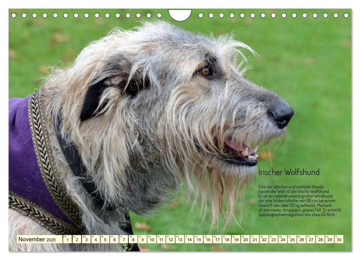 Bild: 9783457162057 | Windhunde im Portrait (Wandkalender 2025 DIN A4 quer), CALVENDO...