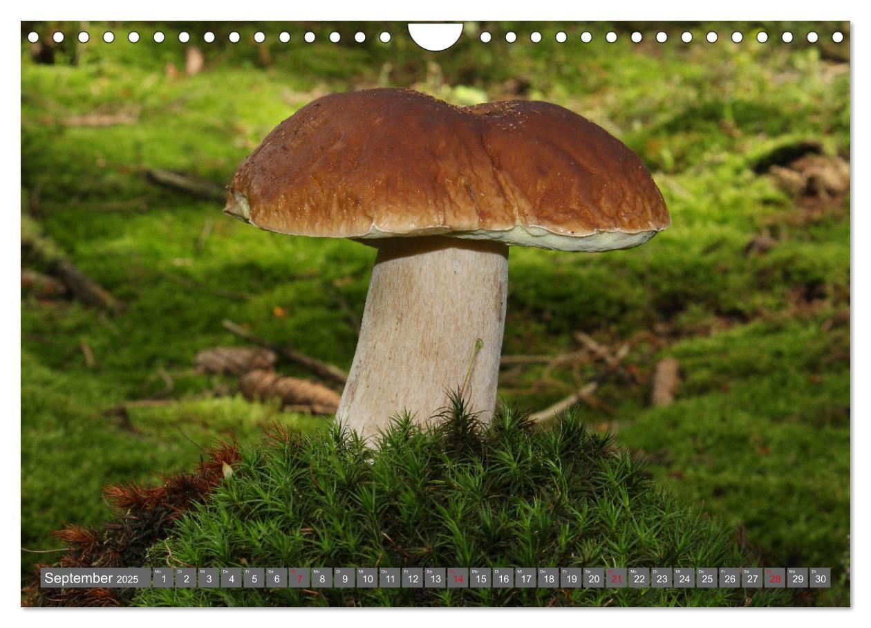 Bild: 9783435078844 | PILZE IM WALD (Wandkalender 2025 DIN A4 quer), CALVENDO Monatskalender