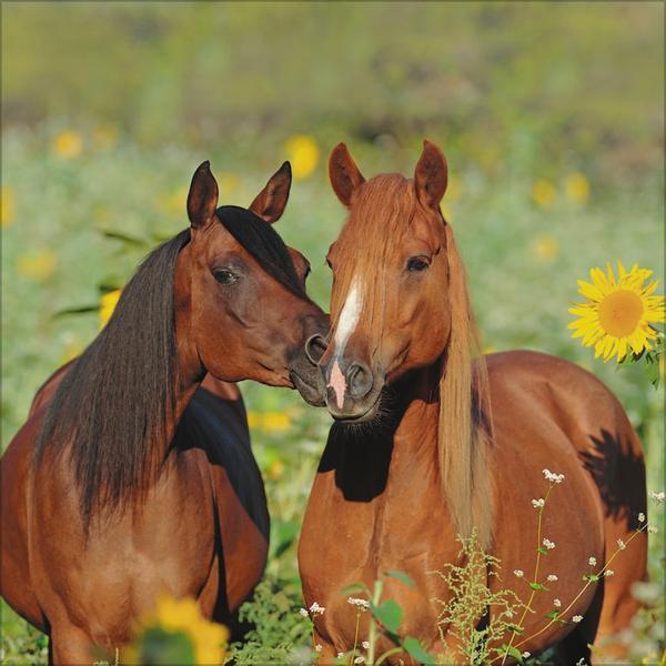 Bild: 9783731876380 | Horses 2025 | Verlag Korsch | Kalender | 13 S. | Deutsch | 2025