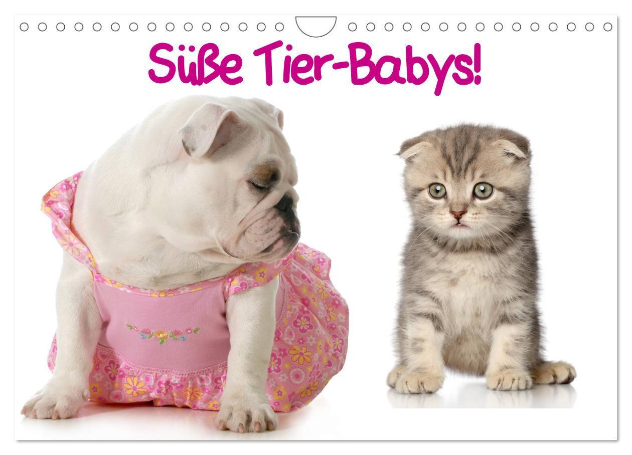 Cover: 9783435725809 | Süße Tier-Babys! (Wandkalender 2025 DIN A4 quer), CALVENDO...