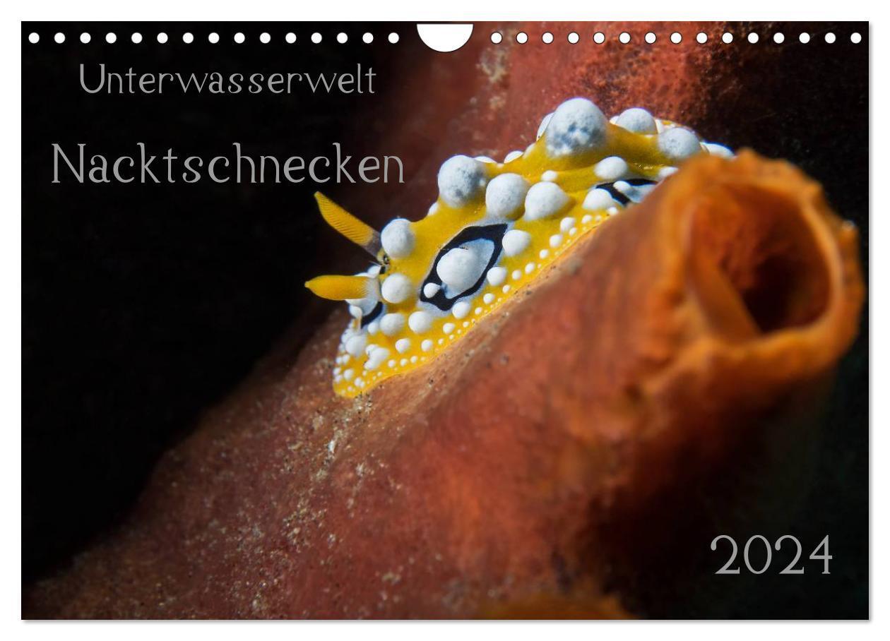 Cover: 9783383344404 | Unterwasserwelt Nacktschnecken (Wandkalender 2024 DIN A4 quer),...