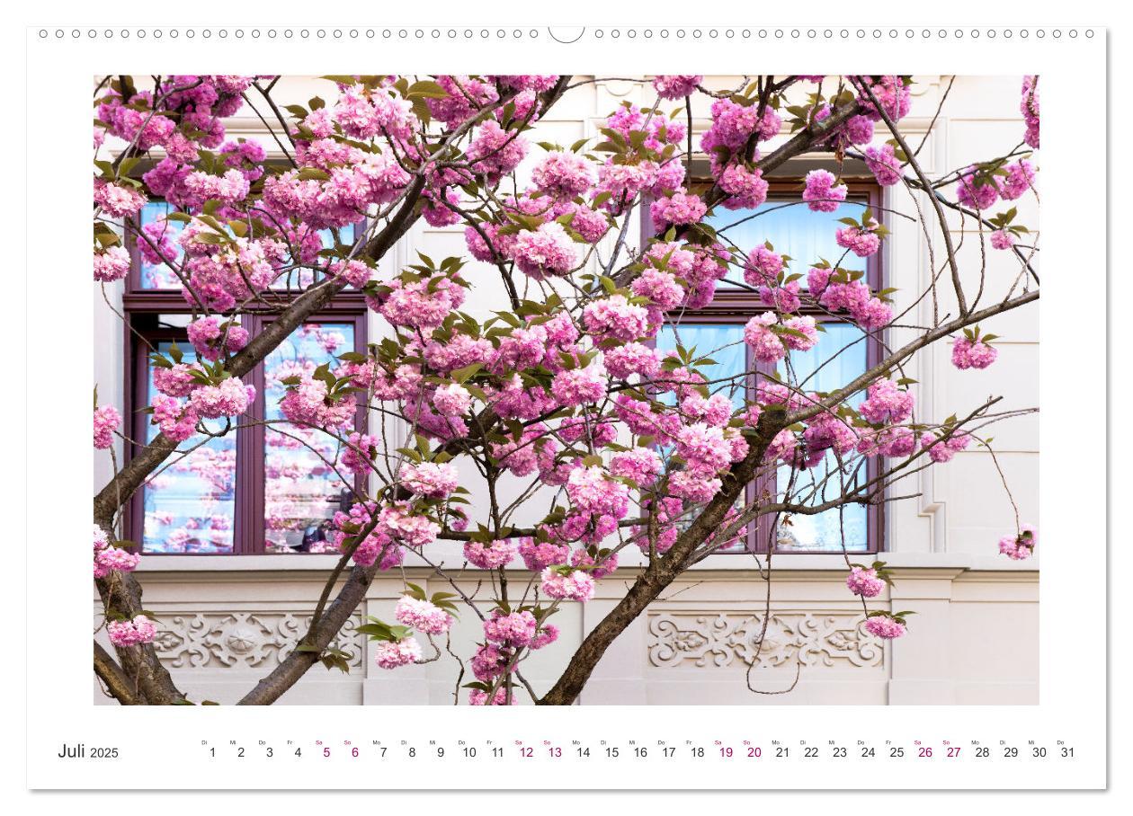 Bild: 9783457127919 | Japanische Kirschblüte in Bonn (Wandkalender 2025 DIN A2 quer),...