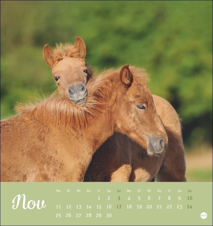 Bild: 9783756404056 | Kuschelfohlen Postkartenkalender 2024. Ein kleiner Kalender voll...