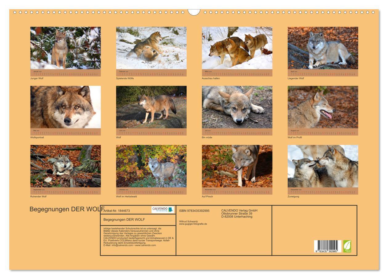 Bild: 9783435392995 | Begegnungen DER WOLF (Wandkalender 2025 DIN A2 quer), CALVENDO...