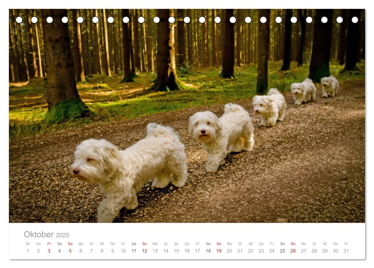 Bild: 9783435502875 | Havaneser - Herz aus Gold (Tischkalender 2025 DIN A5 quer),...