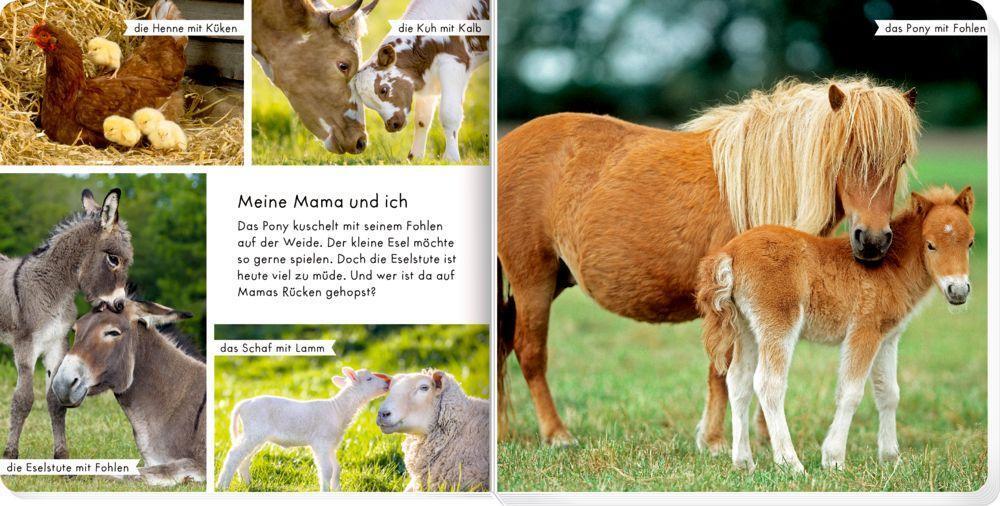 Bild: 9783649644873 | Meine liebsten Tiere auf dem Bauernhof | Buch | Pappe; matt | 28 S.