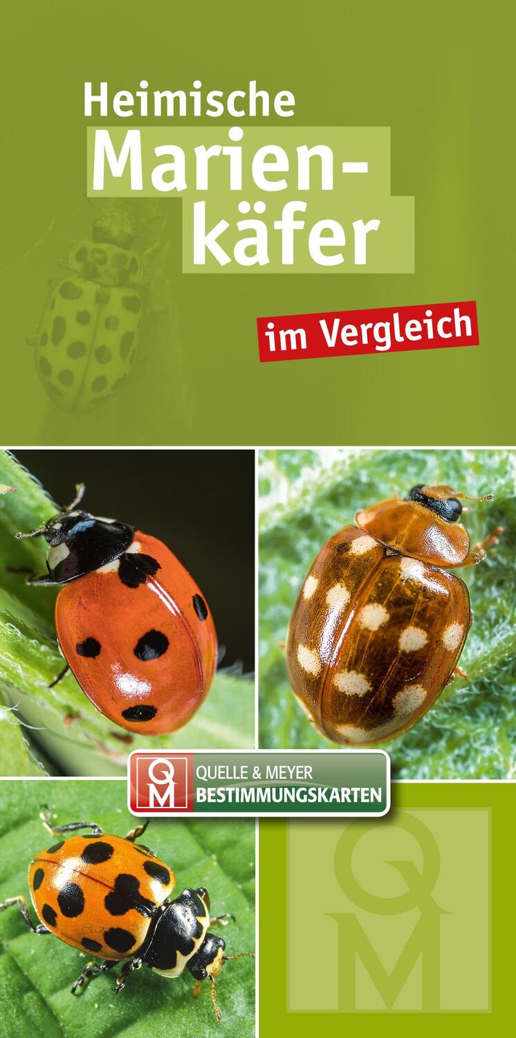Cover: 9783494019130 | Heimische Marienkäfer | im Vergleich | Quelle & Meyer Verlag | Buch
