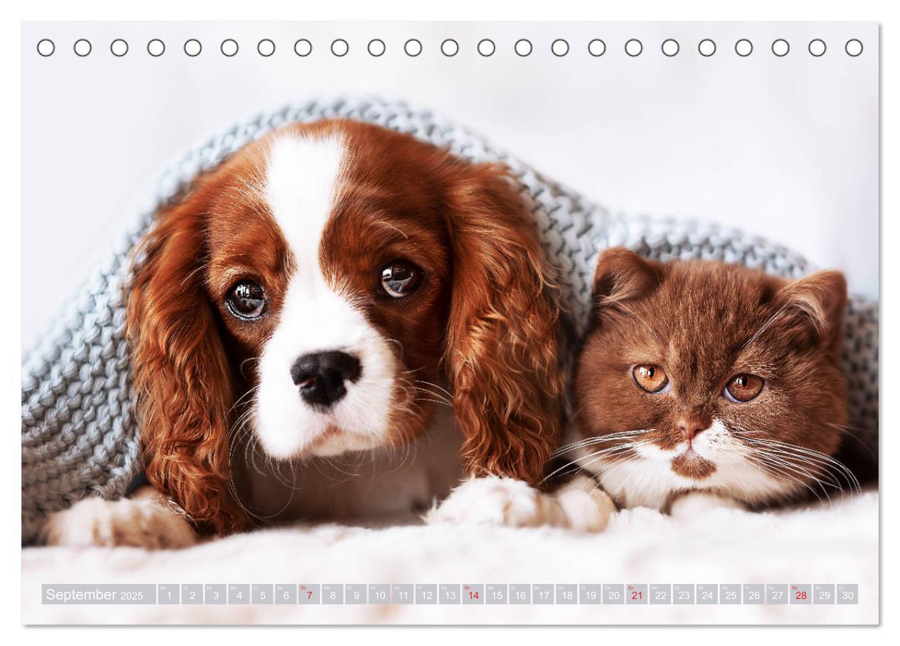 Bild: 9783435178896 | Der Welpenkalender - Cavalier King Charles Spaniel (Tischkalender...