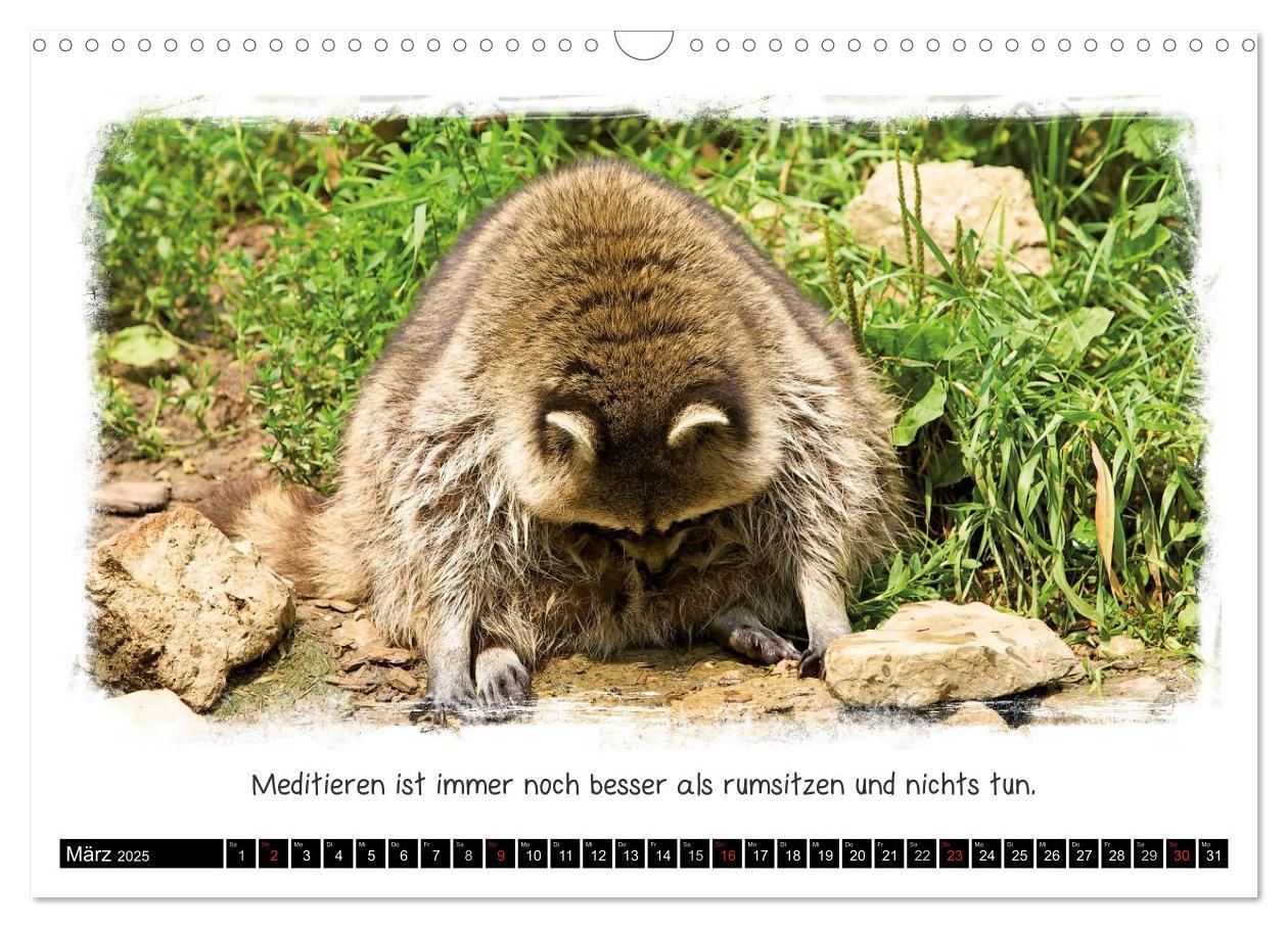 Bild: 9783435606658 | Tierisch witzig (Wandkalender 2025 DIN A3 quer), CALVENDO...