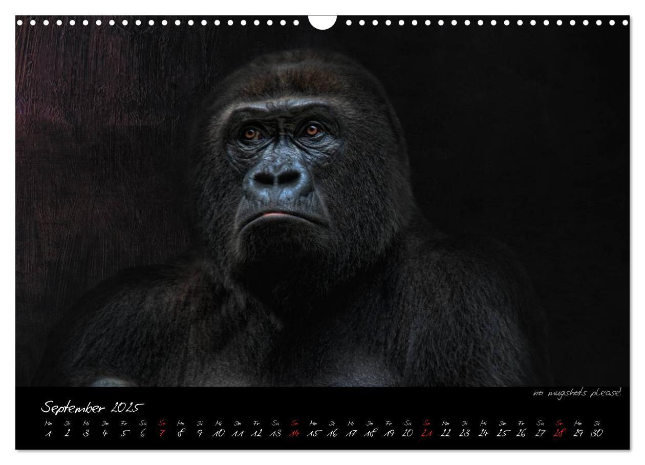 Bild: 9783435744725 | Gorilla (Wandkalender 2025 DIN A3 quer), CALVENDO Monatskalender