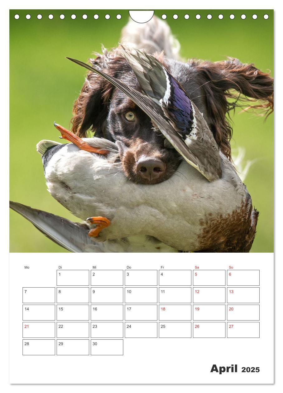 Bild: 9783457163382 | Geboren um zu Jagen. Der kleine Münsterländer (Wandkalender 2025...