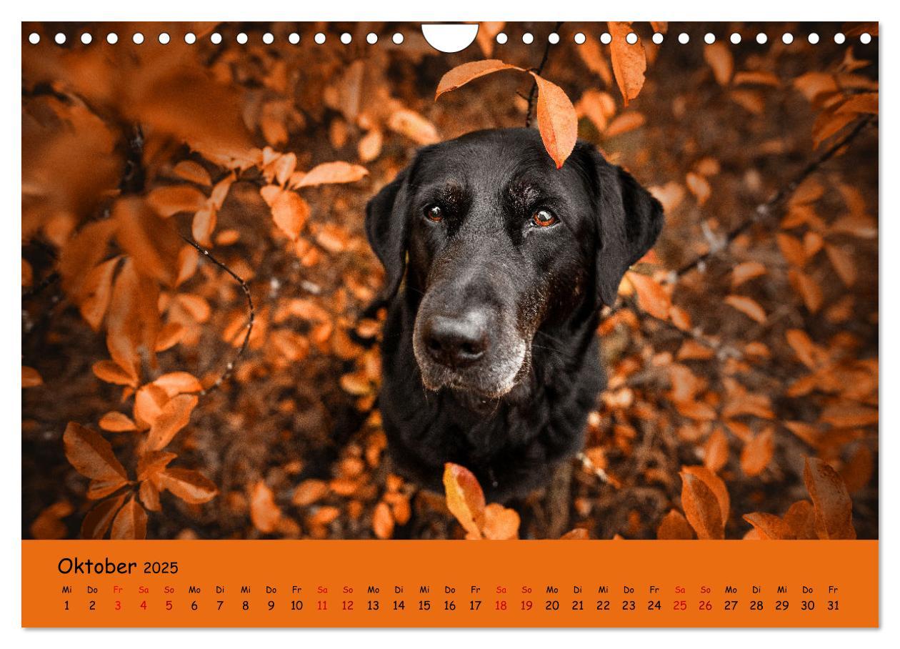 Bild: 9783383960611 | Labrador Retriever - Vielfalt auf Vier Pfoten (Wandkalender 2025...