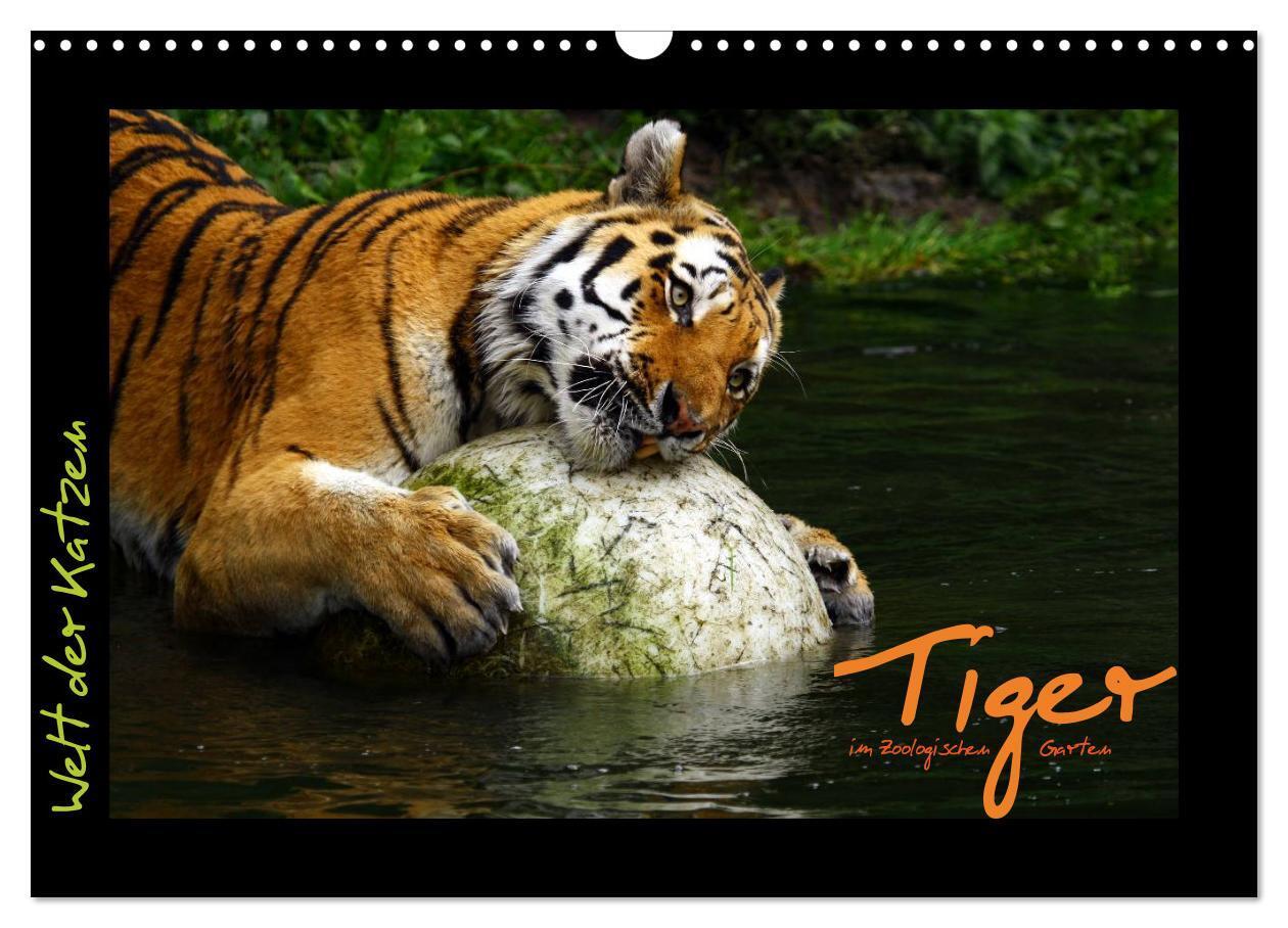 Cover: 9783675479036 | Welt der Katzen - Tiger (Wandkalender 2024 DIN A3 quer), CALVENDO...