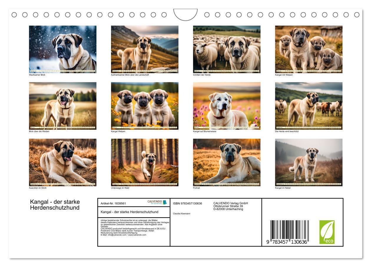 Bild: 9783457130636 | Kangal - der starke Herdenschutzhund (Wandkalender 2025 DIN A4...