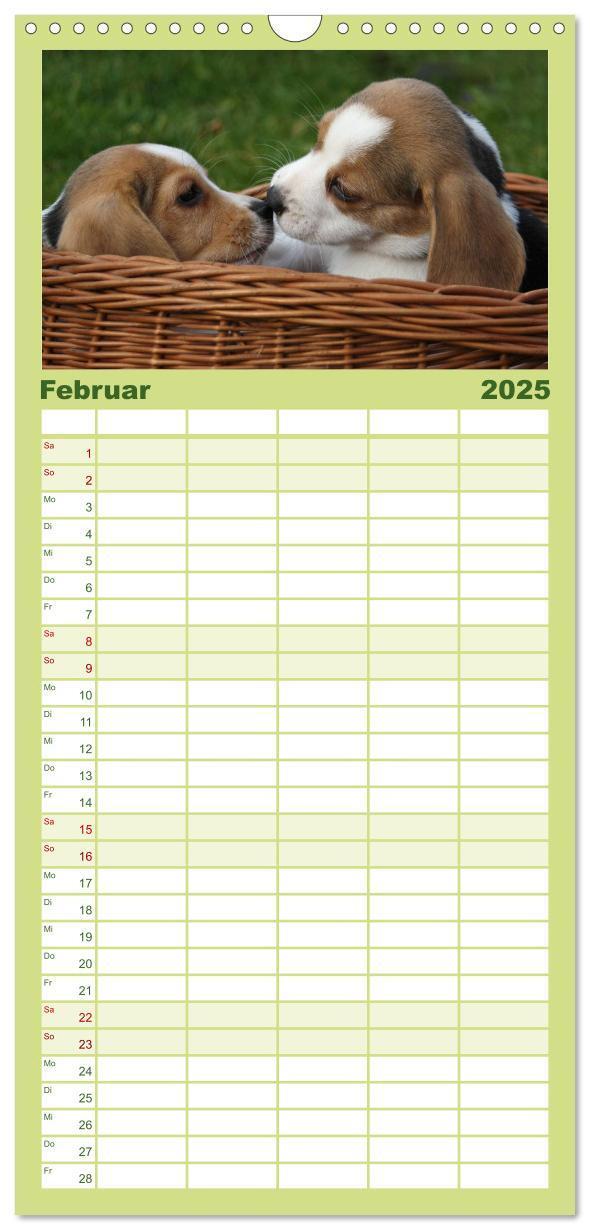 Bild: 9783457124727 | Familienplaner 2025 - Beagle mit 5 Spalten (Wandkalender, 21 x 45...