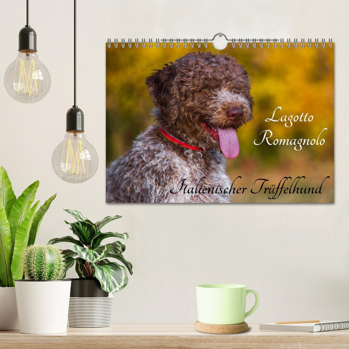 Bild: 9783435570898 | Lagotto Romagnolo - Italienischer Trüffelhund (Wandkalender 2025...