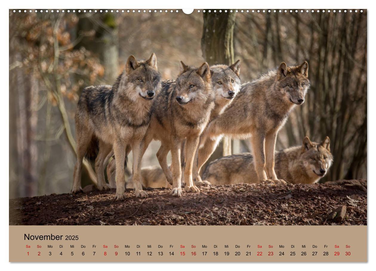 Bild: 9783435346219 | Wolfsrudel (Wandkalender 2025 DIN A2 quer), CALVENDO Monatskalender