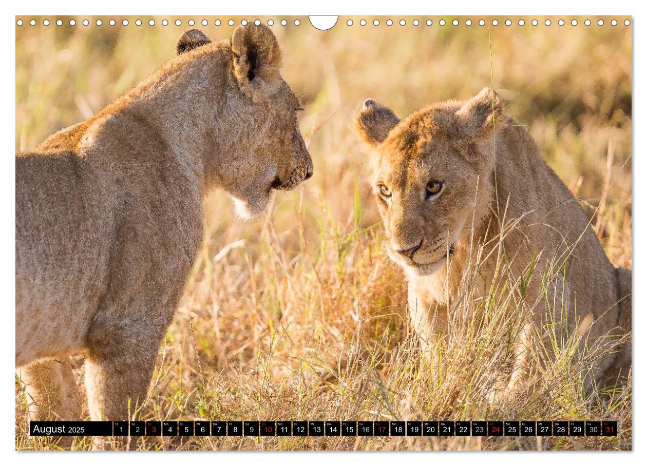 Bild: 9783435676583 | Masai Mara 2025 (Wandkalender 2025 DIN A3 quer), CALVENDO...