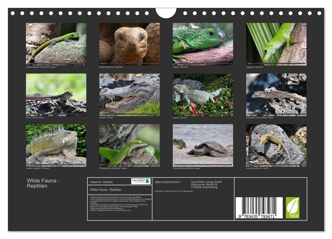 Bild: 9783435793471 | Wilde Fauna - Reptilien (Wandkalender 2025 DIN A4 quer), CALVENDO...