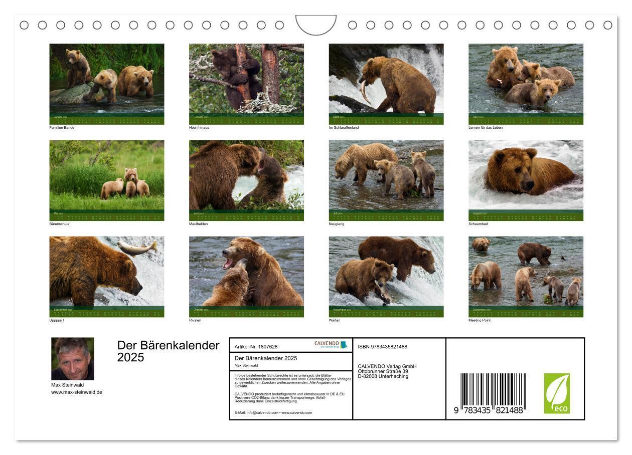 Bild: 9783435821488 | Der Bärenkalender 2025 (Wandkalender 2025 DIN A4 quer), CALVENDO...