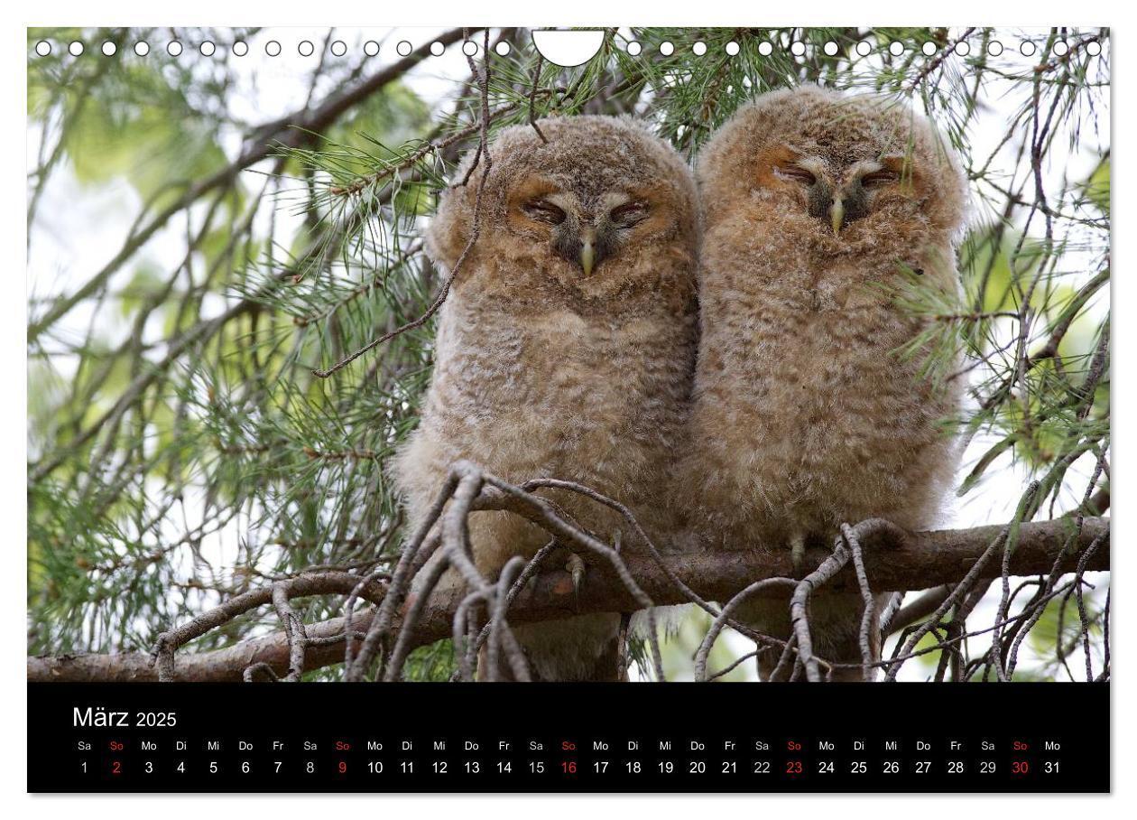 Bild: 9783435531264 | Waldkäuze, fotografiert in München (Wandkalender 2025 DIN A4 quer),...