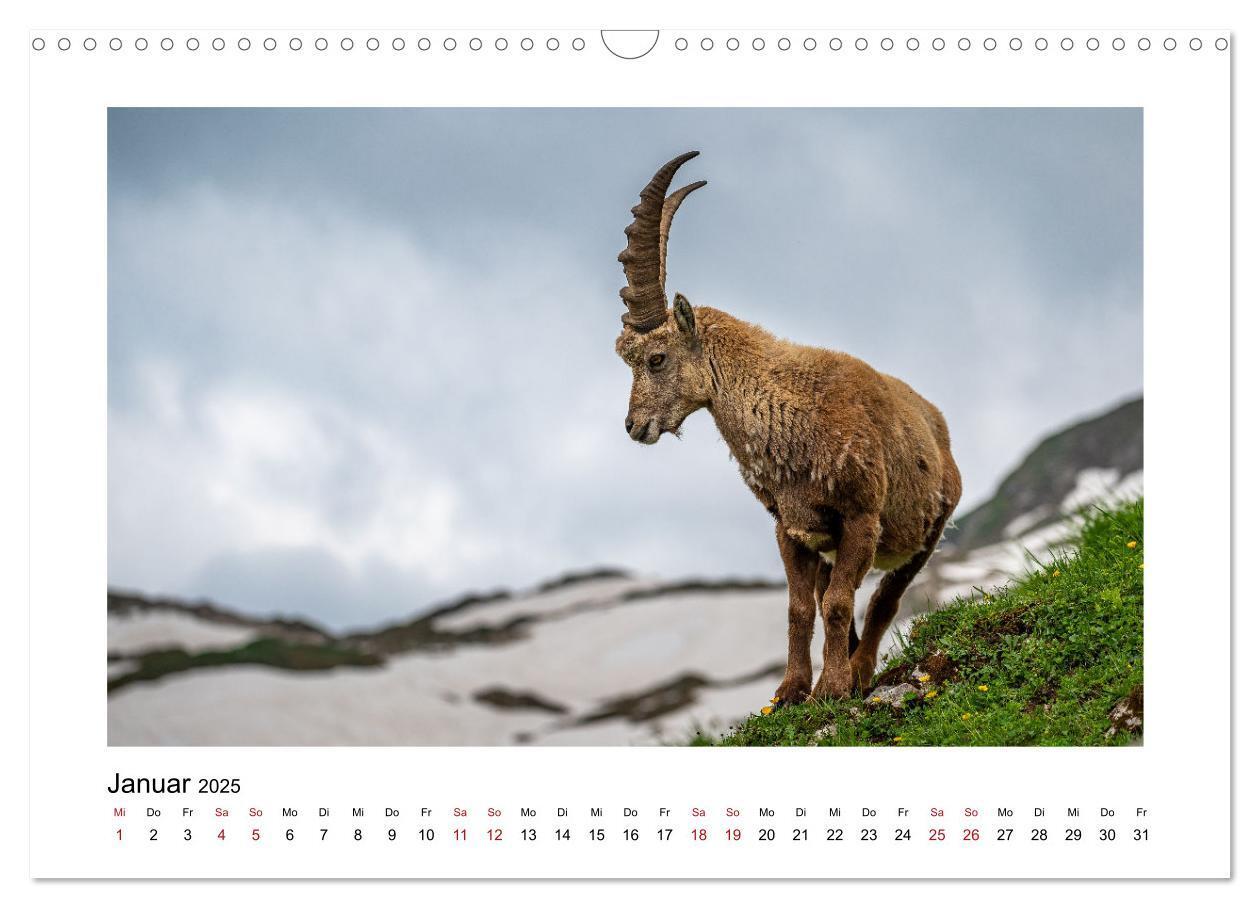 Bild: 9783383907029 | Steinböcke - Die Könige der Alpen (Wandkalender 2025 DIN A3 quer),...