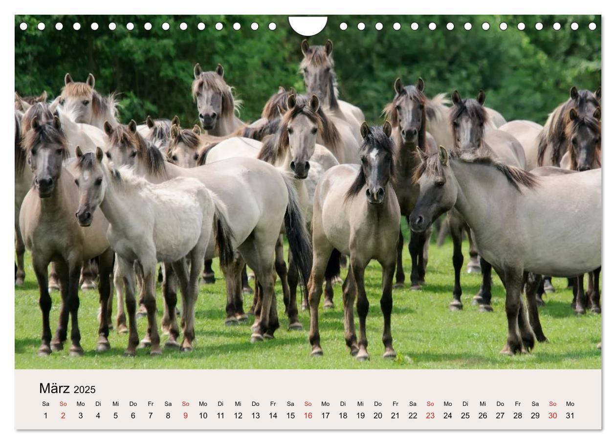 Bild: 9783435824762 | Dülmener Wildpferde (Wandkalender 2025 DIN A4 quer), CALVENDO...