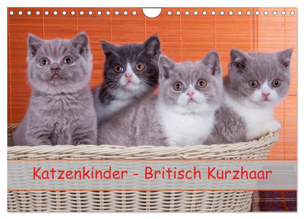 Cover: 9783675892866 | Katzenkinder Britisch Kurzhaar (Wandkalender 2024 DIN A4 quer),...