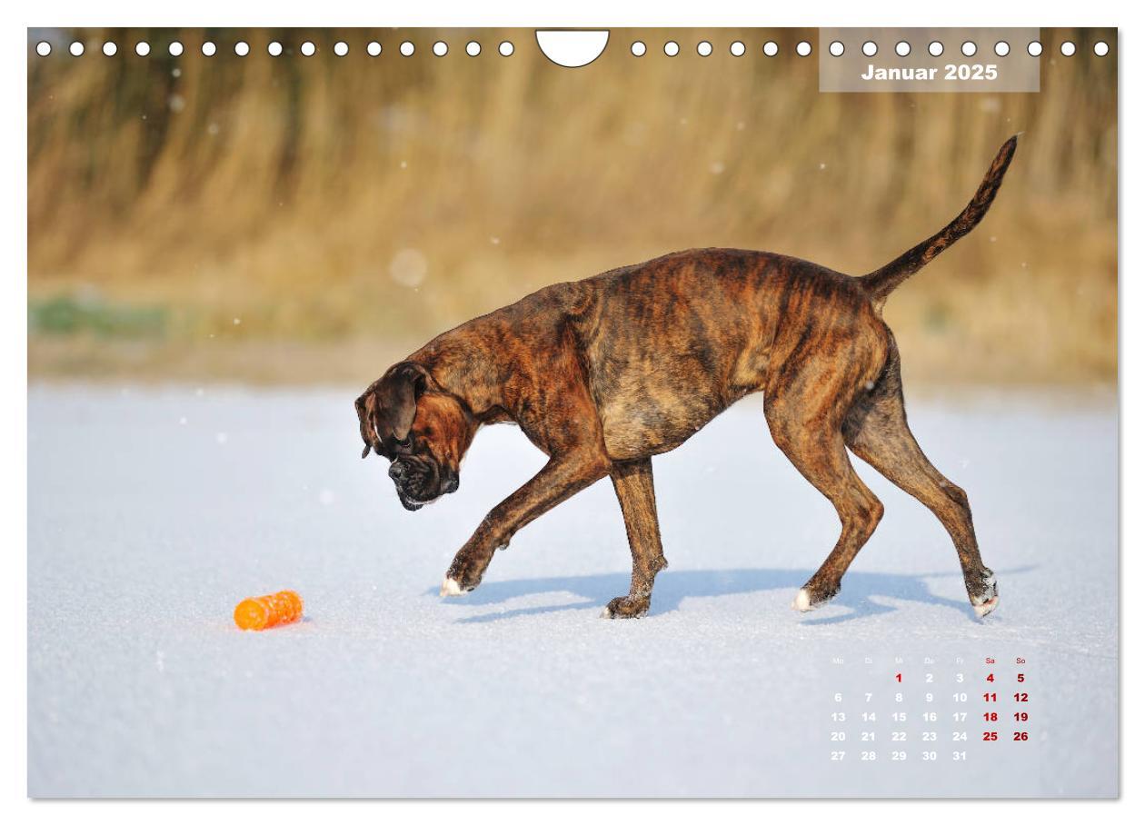 Bild: 9783435340507 | Typisch Boxer (Wandkalender 2025 DIN A4 quer), CALVENDO Monatskalender