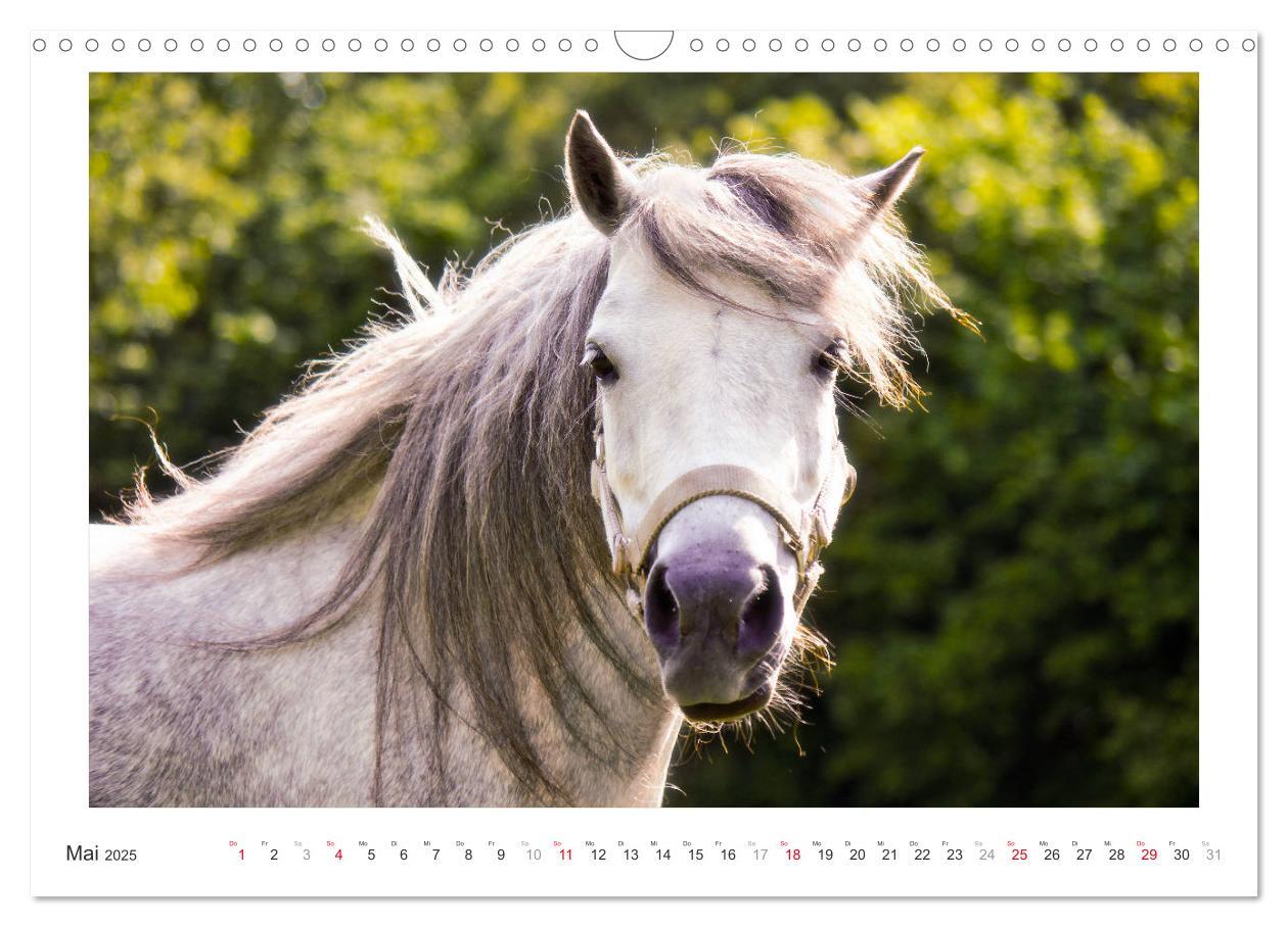 Bild: 9783435694525 | Der Pferdekalender (Wandkalender 2025 DIN A3 quer), CALVENDO...