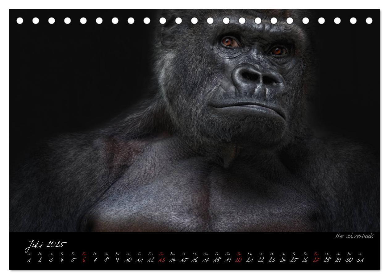 Bild: 9783435726028 | Gorilla (Tischkalender 2025 DIN A5 quer), CALVENDO Monatskalender