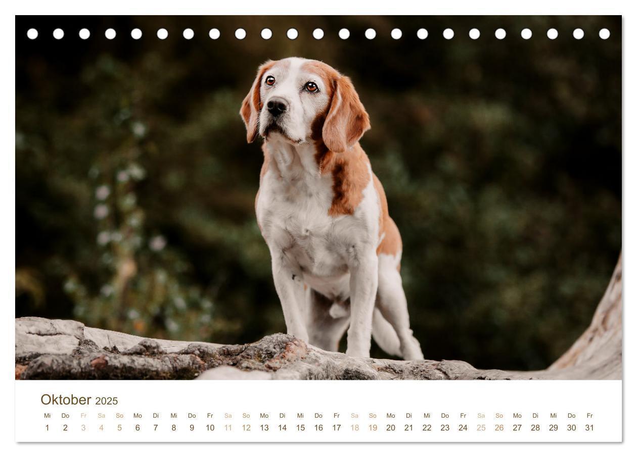 Bild: 9783435016112 | Beagle - Unser treuer Begleiter (Tischkalender 2025 DIN A5 quer),...