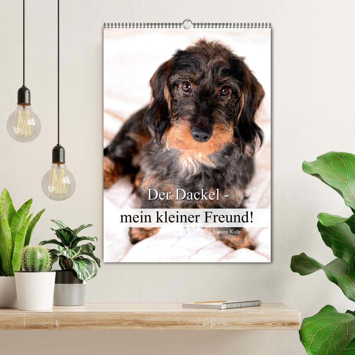 Bild: 9783457013779 | Der Dackel - mein kleiner Freund (Wandkalender 2025 DIN A2 hoch),...