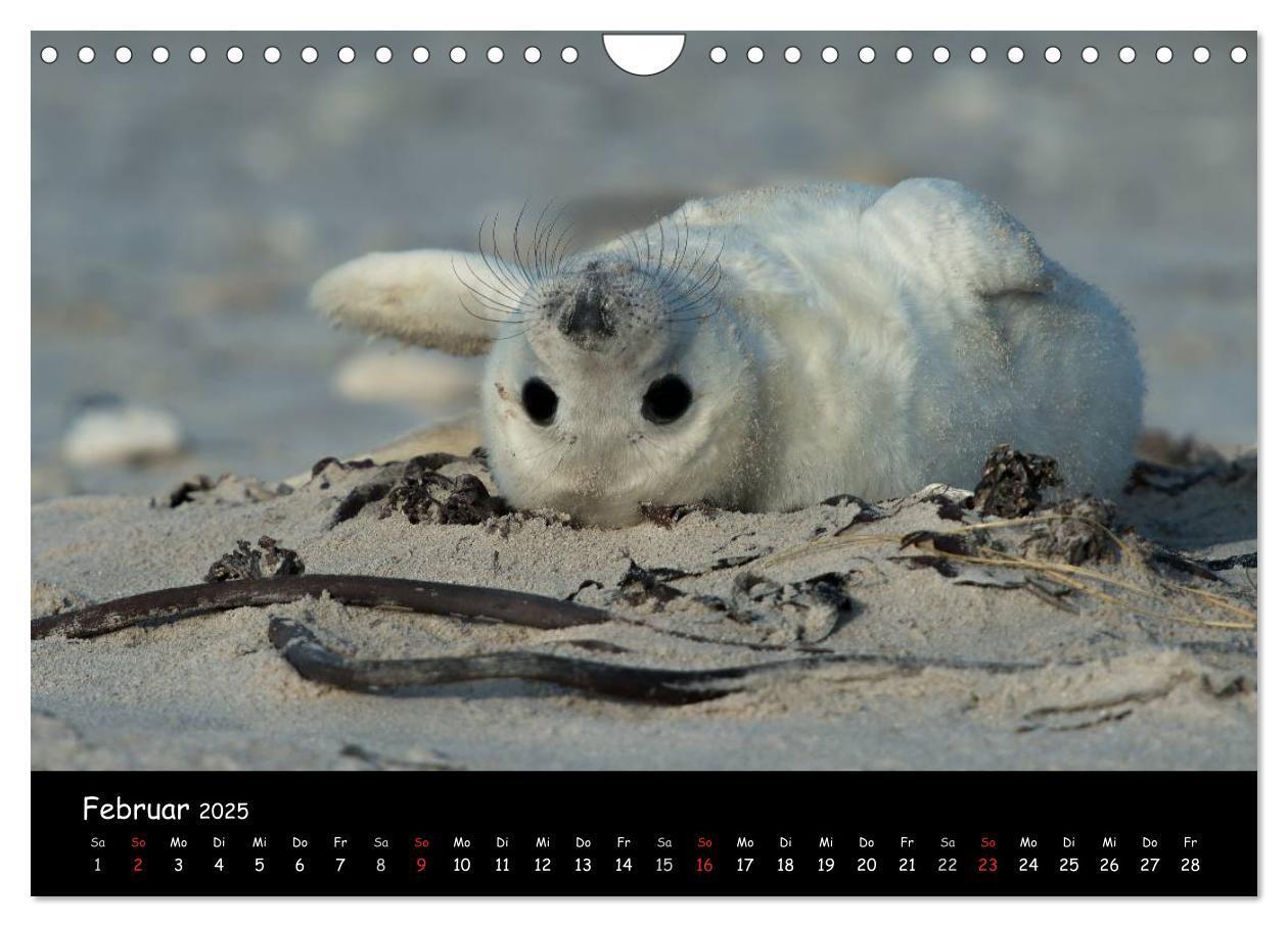 Bild: 9783435719075 | Robben auf Helgoland 2025 (Wandkalender 2025 DIN A4 quer), CALVENDO...