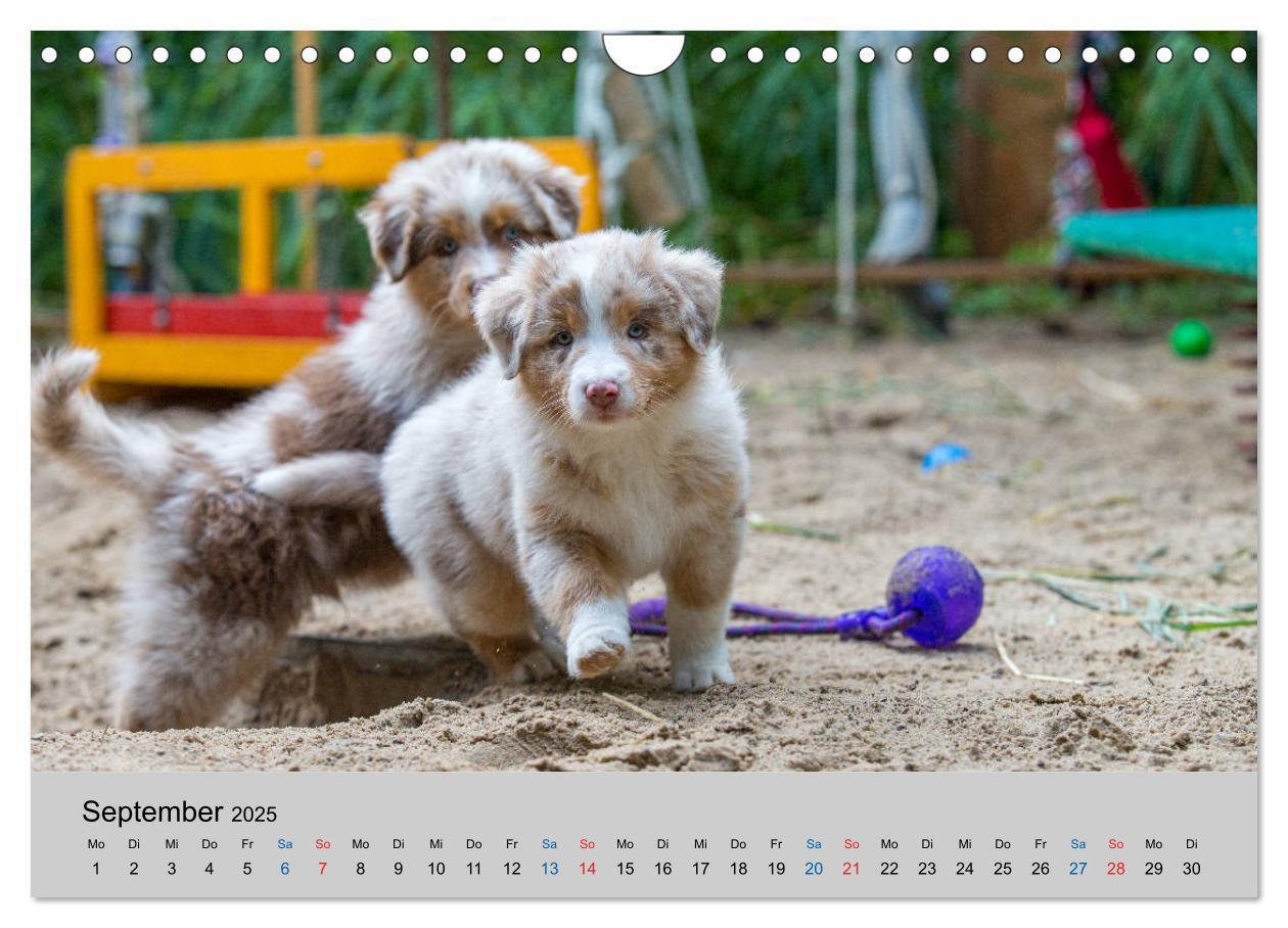 Bild: 9783435151394 | Australian Shepherd Welpen 2025 (Wandkalender 2025 DIN A4 quer),...