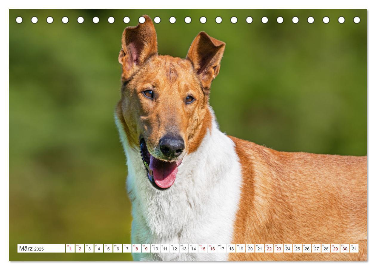 Bild: 9783457153239 | Ein Freund fürs Leben - Smooth Collie (Tischkalender 2025 DIN A5...