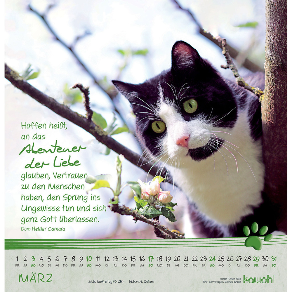 Bild: 9783754829844 | Kleine Katzen-Tatzen 2024 | Kalender | Spiralbindung | 14 S. | Deutsch